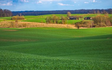 Buğday tarlaları ve köylü Yeşil Tepeler