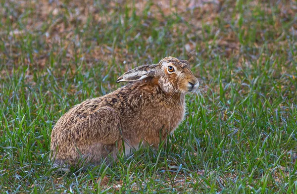 Wild rabbit, European hare Lepus europaeus in green spring field — Stock Photo, Image