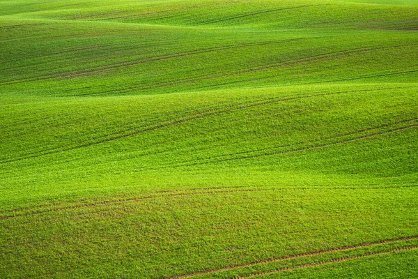 Spring Rolling Green Hills With Fields Of Wheat — Stock Photo, Image