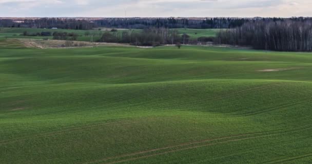 La luz del sol se mueve a través de la primavera Rolling Green Hills con campos de trigo — Vídeo de stock