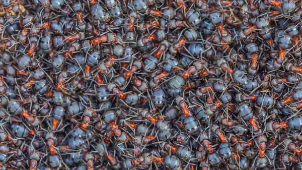 Hormigas primer plano, fondo de la colonia de hormigas del bosque rojo —  Fotos de Stock