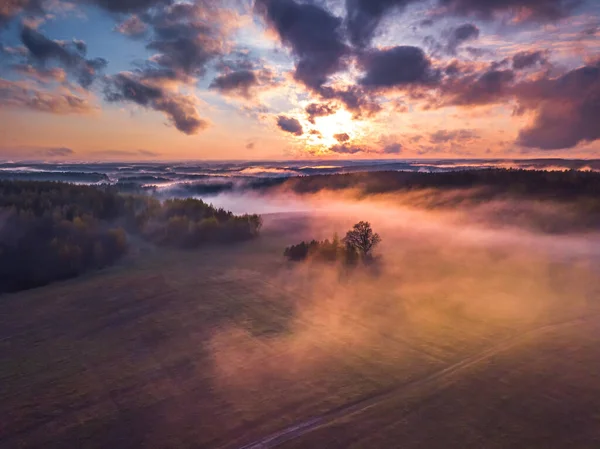 Туман і туман вкривають поля деревом у Литві. — стокове фото