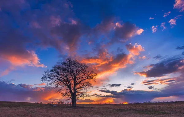Silhuette de chêne au coucher du soleil, vue sur le paysage en soirée — Photo