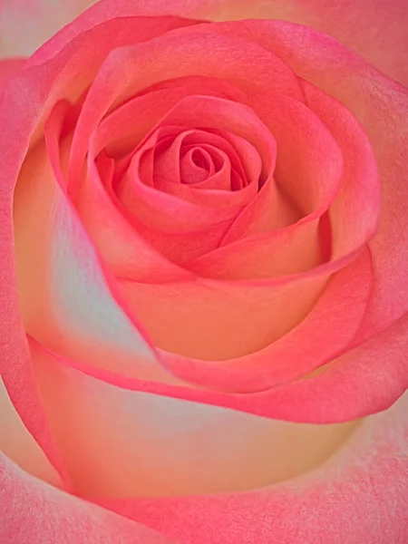 Рожевий квітковий фон троянди, м'яке зображення дизайну — стокове фото