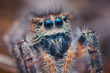 Zıplayan örümceğin gözleri - Pellenes tripunctatus dişisi