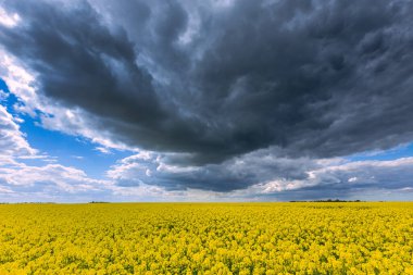 Yazın kara bulutlu tecavüz tarlası