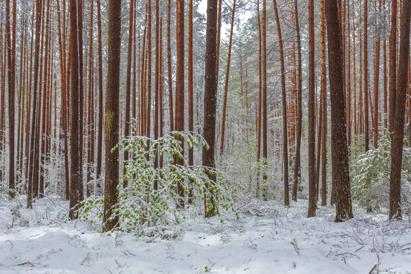 Nieve de primavera tardía en el bosque, fenómenos inusuales — Foto de Stock