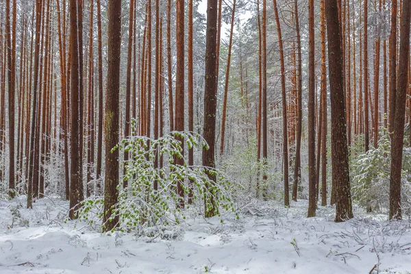 Final da primavera neve na floresta, fenômenos incomuns — Fotografia de Stock