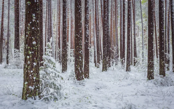 Sen vårsnö i skogen, ovanliga fenomen — Stockfoto