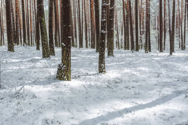 Final da primavera neve na floresta, fenômenos incomuns — Fotografia de Stock