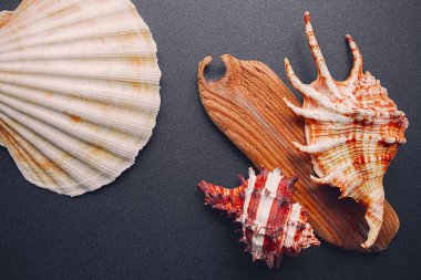 Karanlık bir zemin üzerinde deniz kabukları, düz yatıyordu.