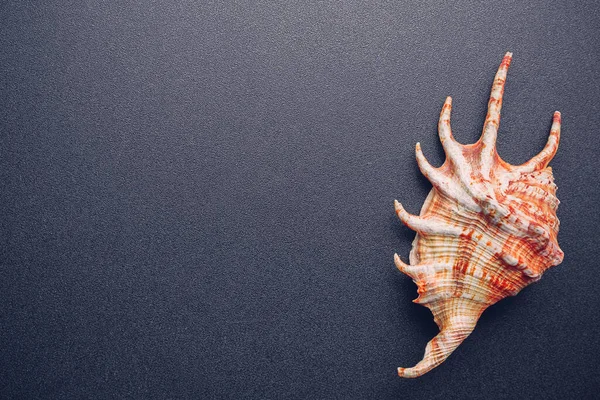 Coquille de mer sur fond sombre, couché à plat — Photo