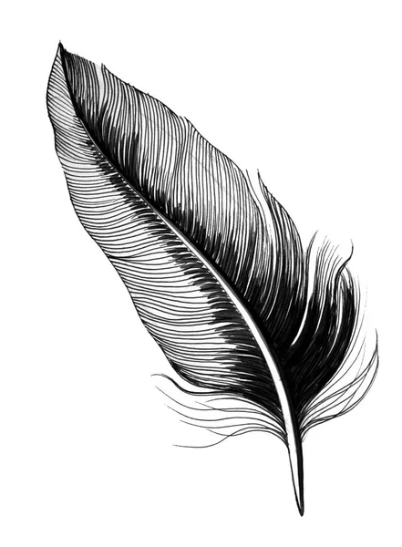 Φτερό Μαύρο Και Λευκό Μελάνι Εικονογράφηση — Φωτογραφία Αρχείου