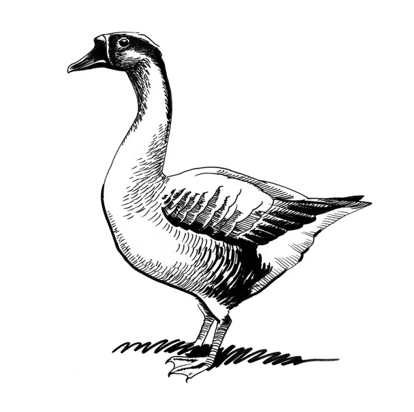 Kaz Kuşu Mürekkep Siyah Beyaz Çizim — Stok fotoğraf