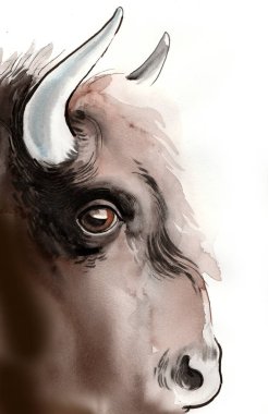 Vahşi bizon kafası. Mürekkep ve suluboya çizimi