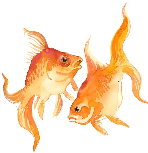Dua Ikan Emas Lukisan Cat Cat Air — Stok Foto