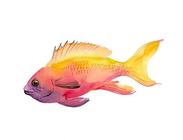 Yellow Pink Tropical Coral Fish Watercolor Painting — Stock Photo, Image