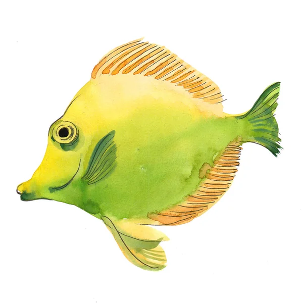 Yellow Green Tropical Coral Fish Ink Watercolor Painting — Stock Photo, Image