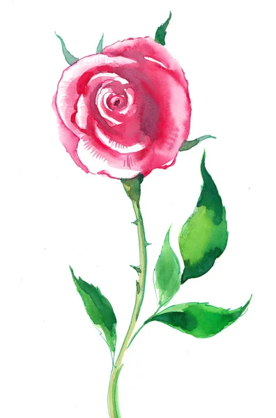 Červená Růže Květiny Akvarel Náčrt — Stock fotografie