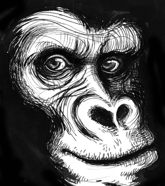 Cara Gorila Tinta Desenho Preto Branco — Fotografia de Stock
