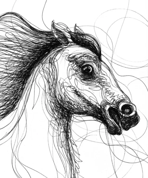 Line drawing of a horse head