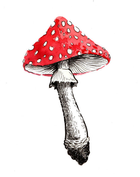 Fly agaric poisonous mushrooms. Ink and watercolor illustration