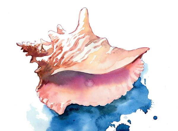 Seashell Sketch Watercolor Sketch — 스톡 사진