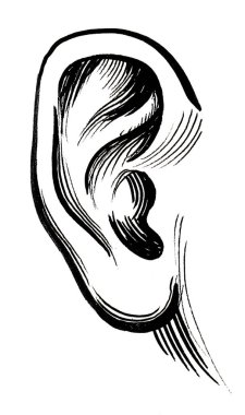 İnsan kulağı. Mürekkep siyah beyaz çizim