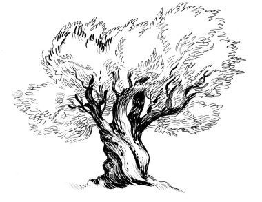 Yaşlı zeytin ağacı. Mürekkep siyah beyaz çizim
