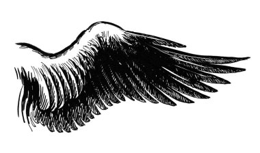 Kara kuş kanadı. Mürekkep çizimi