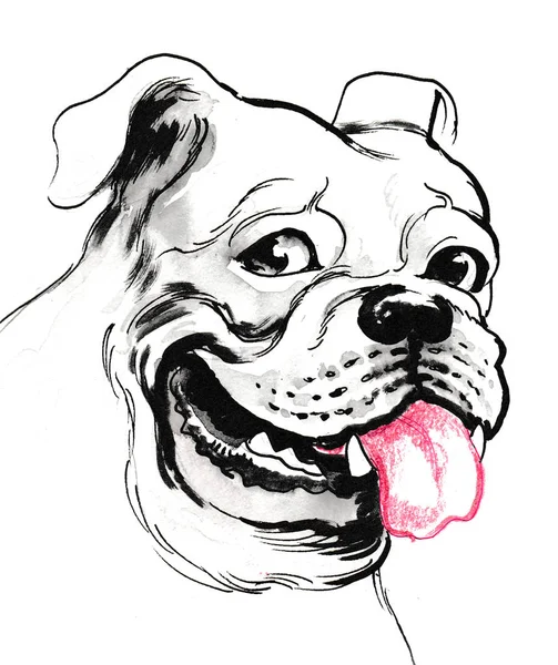 Bulldog Kafası Mürekkep Siyah Beyaz Çizim — Stok fotoğraf