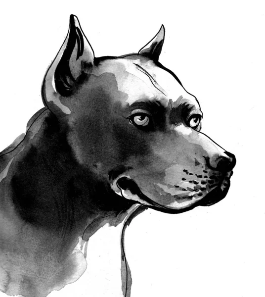 Big Black Dog Ink Watercolor Illustration — 스톡 사진