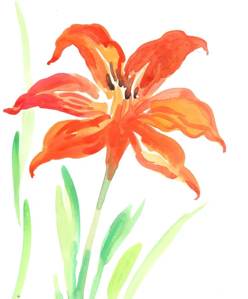 Orange Lily Flower Watercolor Painting — 스톡 사진