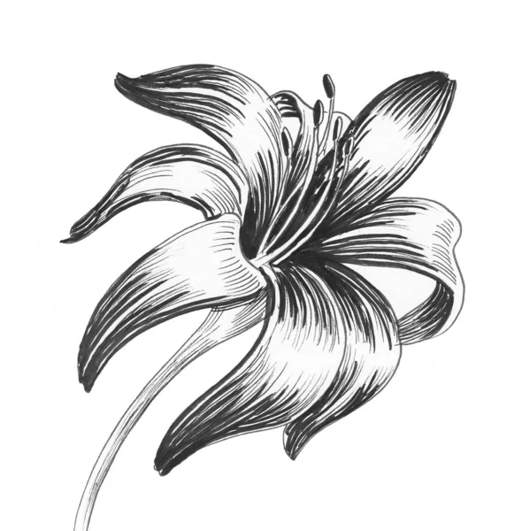 Flor Lily Tinta Desenho Preto Branco — Fotografia de Stock