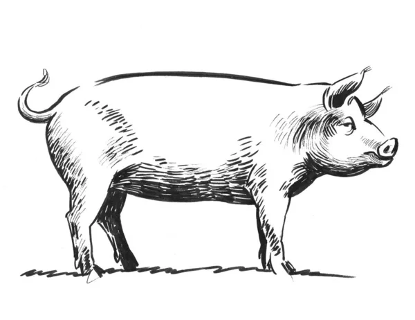 大きな豚 墨と白のドローイング — ストック写真
