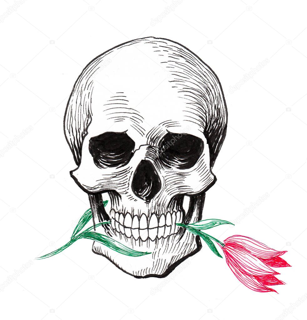 Human skull with a tulip flower. Ink black and white drawing