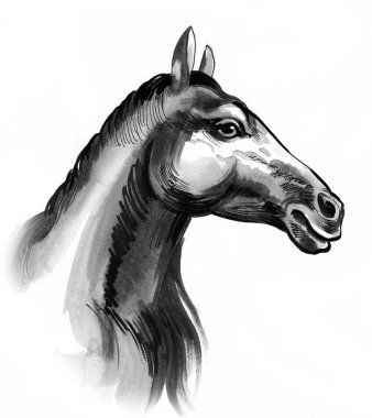 Siyah at kafası. Mürekkep ve suluboya çizimi