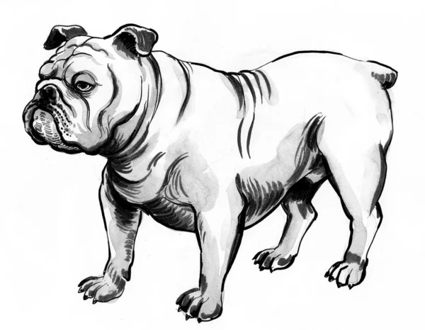 Stehende Bulldogge Schwarz Weiße Tuschezeichnung — Stockfoto