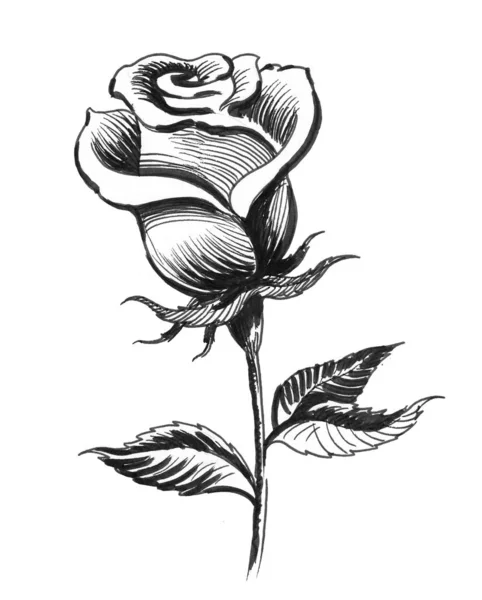Rose Flower Černobílá Kresba Inkoustu — Stock fotografie
