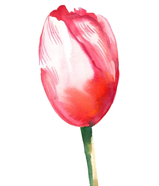 Квітка Тюльпанів Акварельний Живопис — стокове фото