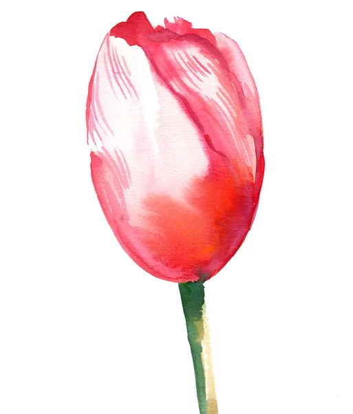 Tulpenbloem Aquarelverf — Stockfoto