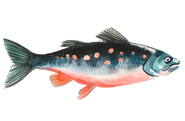 Ikan Salmon Ilustrasi Tinta Dan Cat Air — Stok Foto