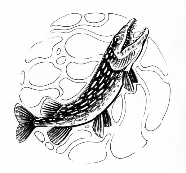 Ryba Szczupaka Czarno Biały Rysunek Atramentu — Zdjęcie stockowe