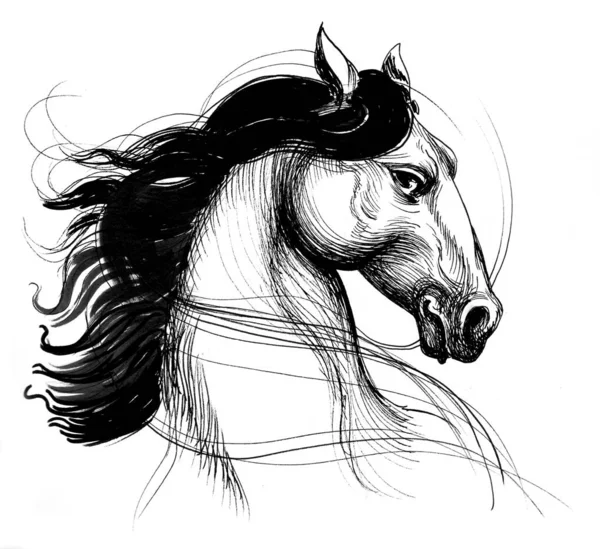 Tête Cheval Encre Dessin Ligne Noir Blanc — Photo