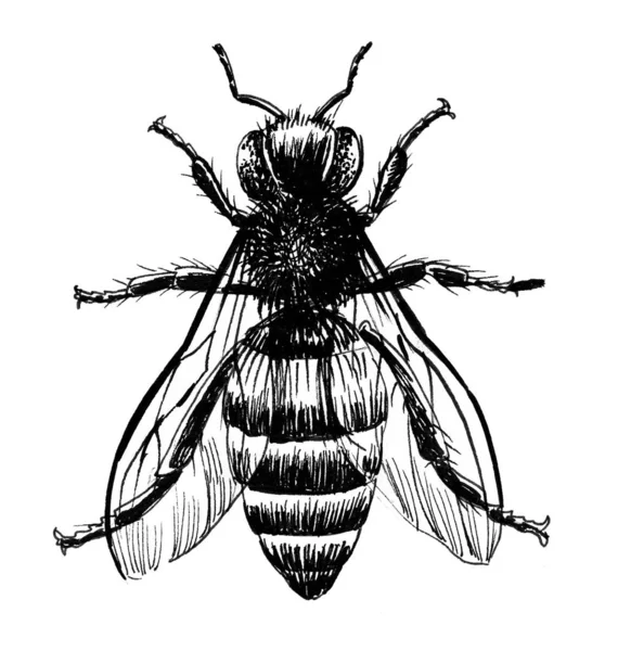 Owad Pszczeli Czarno Biały Rysunek Atramentu — Zdjęcie stockowe