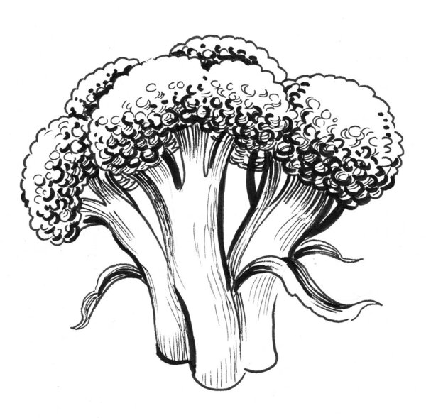 Broccoli vegetable. Ink black and white drawing