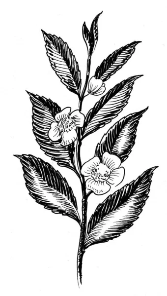 Blossoming Tea Plant Ink Black White Drawing — Stock Photo, Image