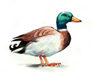 Mallard ördek kuşu. Mürekkep ve suluboya çizimi