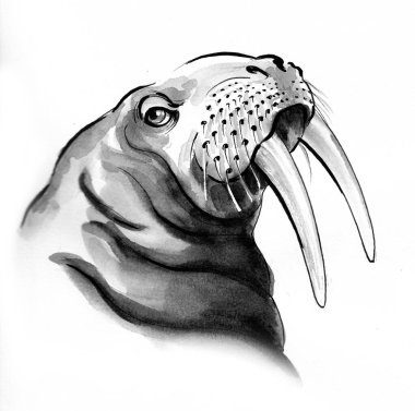 Big walrus. Ink and watercolor illustration clipart