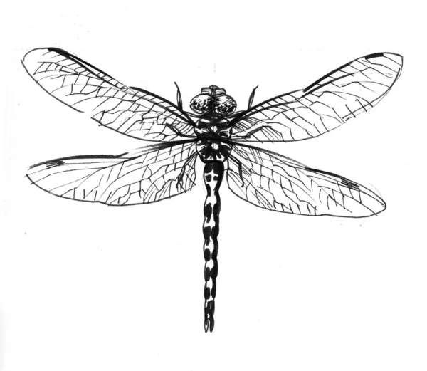 Dragonfly Insect Ink Black White Sketch — Stock Photo, Image